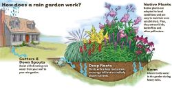 Raingarden diagram