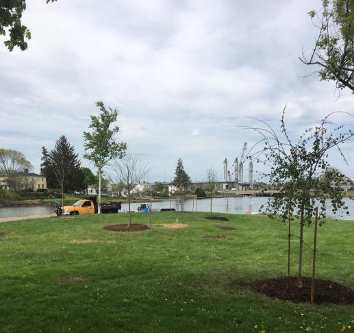 Marsh Lane tree planting