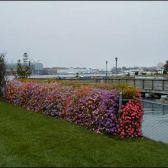 The “Flower Wall” In Bloom