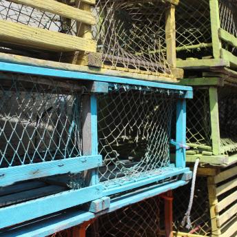 Lobster Traps 