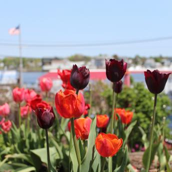 Tulips of Portsmouth 