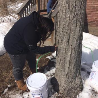 Tapping The Trees