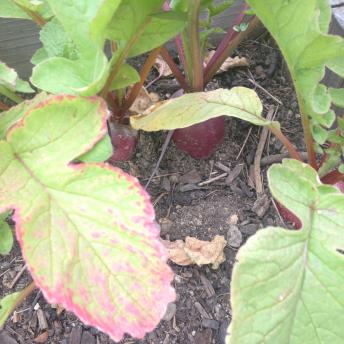 Radishes 