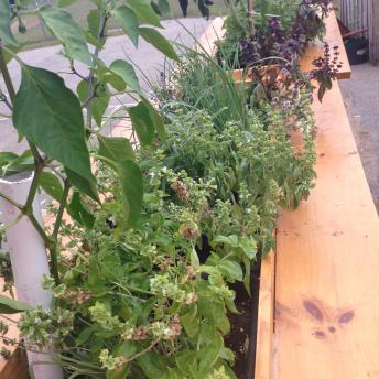 Herb Garden Walls