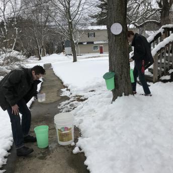 Collecting the sap