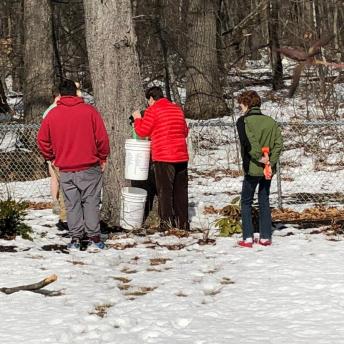 Collecting Sap in the Neighborhood