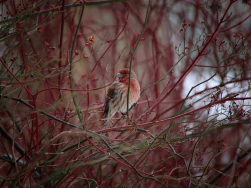 Birds