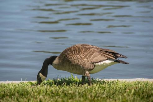 Canada goose