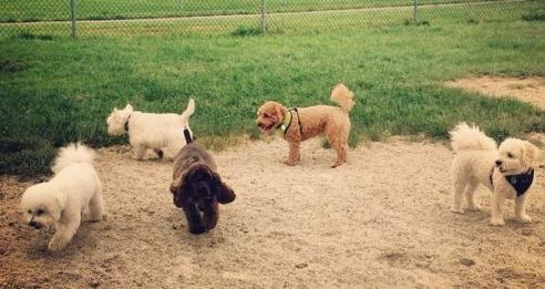 Portsmouth dogs at the dog park.