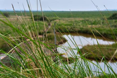 Seacoast marshland