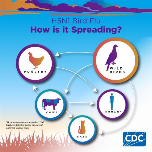 How is H5N1 (bird flu) spread