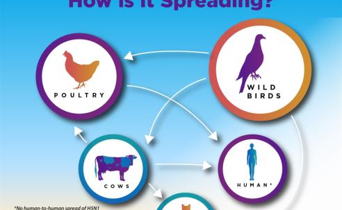 How is H5N1 (bird flu) spread